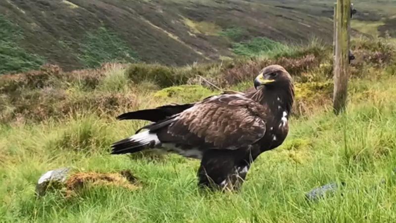 golden_eagles1