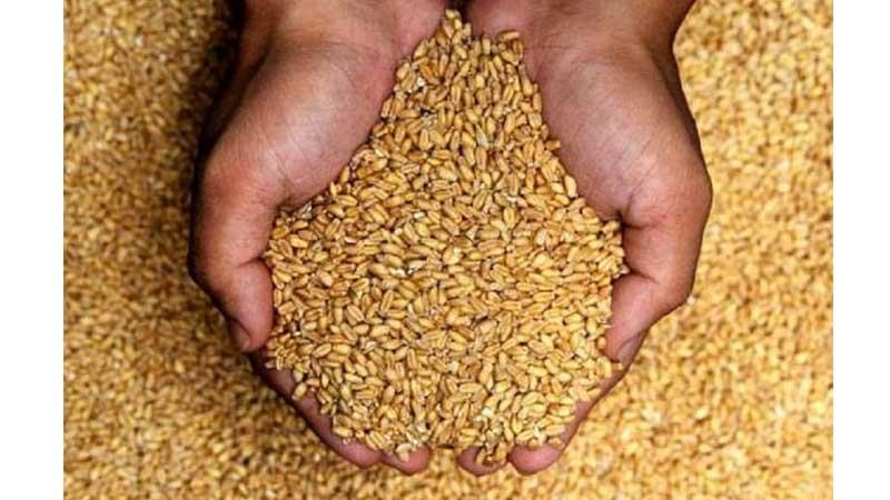 ভোমরা স্থলবন্দর দিয়ে গম আমদা‌নি শুরু