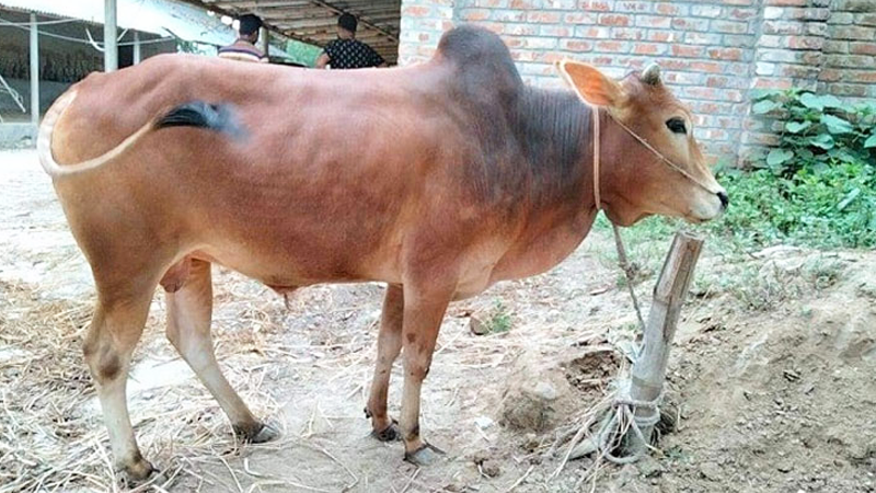 সুন্দরগঞ্জে ভ্যাকসিনের আওতায় আসেনি ৯০ শতাংশ গবাদিপশু