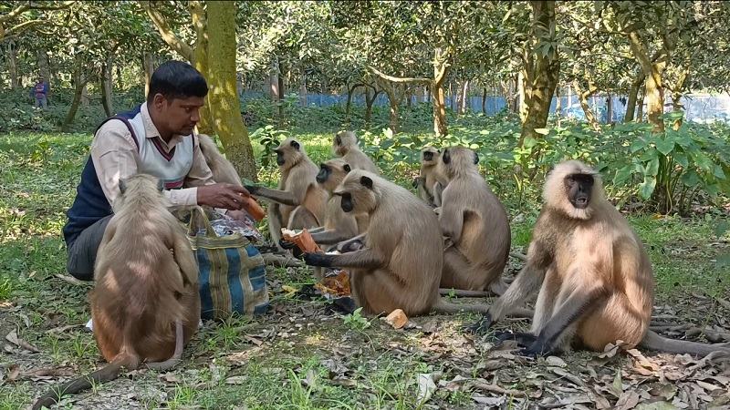 ঝিনাইদহে খাবার সংকটে বিপন্ন কালোমুখো হনুমান