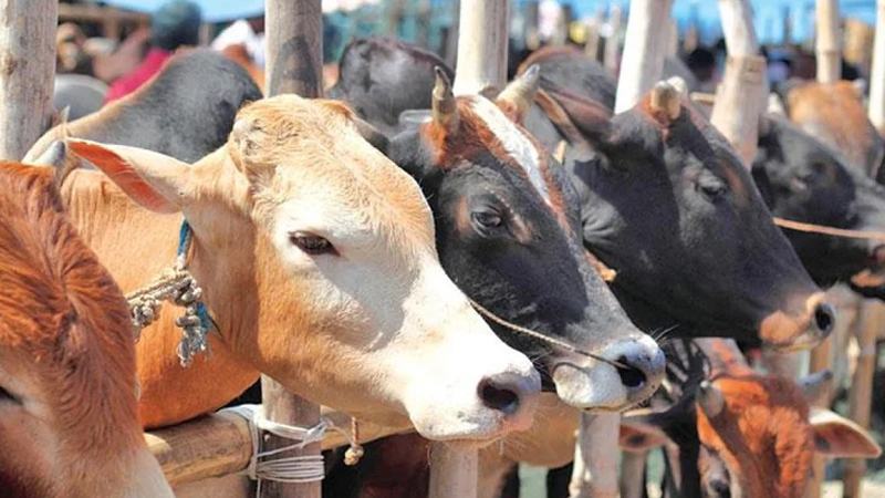কোরবানির বর্জ্য দ্রুত নিষ্কাশন ও অপসারণের সিদ্ধান্ত