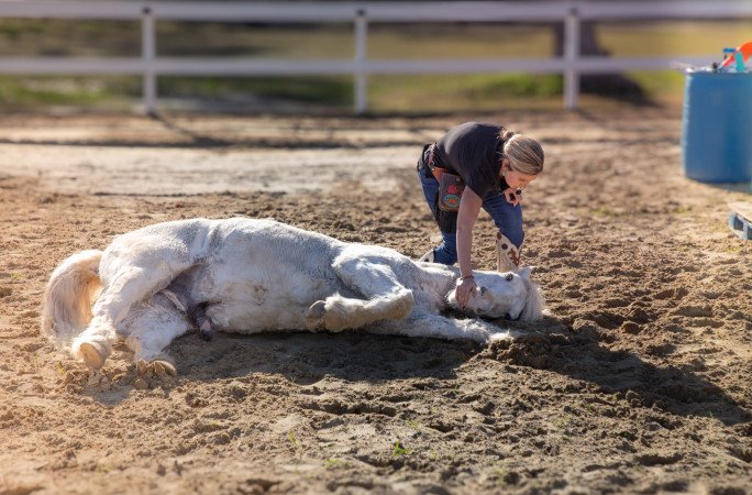 gringo-horse-tricks-attempt-gringo-laying-down
