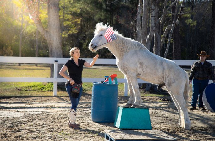 gringo-horse-tricks-attempt-gringo-waving-flag