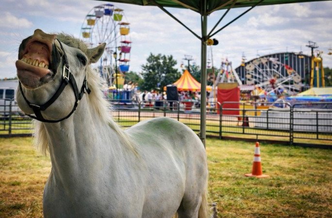 gringo-horse-tricks-gringo-smiling-at-fair