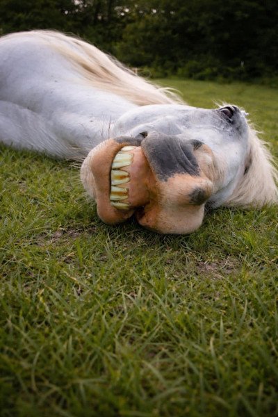 gringo-horse-tricks-gringo-smiling-on-grass
