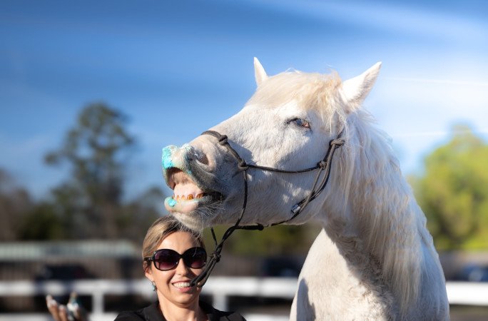 gringo-horse-tricks-gringo-with-cake-on-teeth
