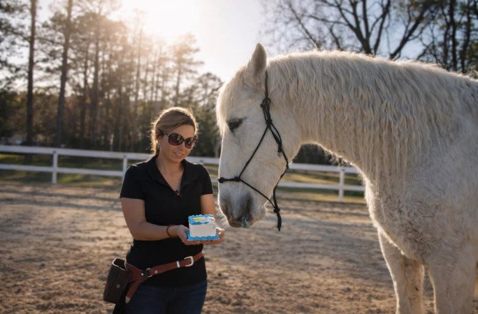 gringo-horse-tricks-lauryn-giving-gringo-a-bday-cake