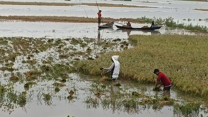 নেত্রকোনায় হাওরে তলিয়ে ৯ হাজার ৪৩৪ হেক্টর বোরো ধান, বিপাকে কৃষক