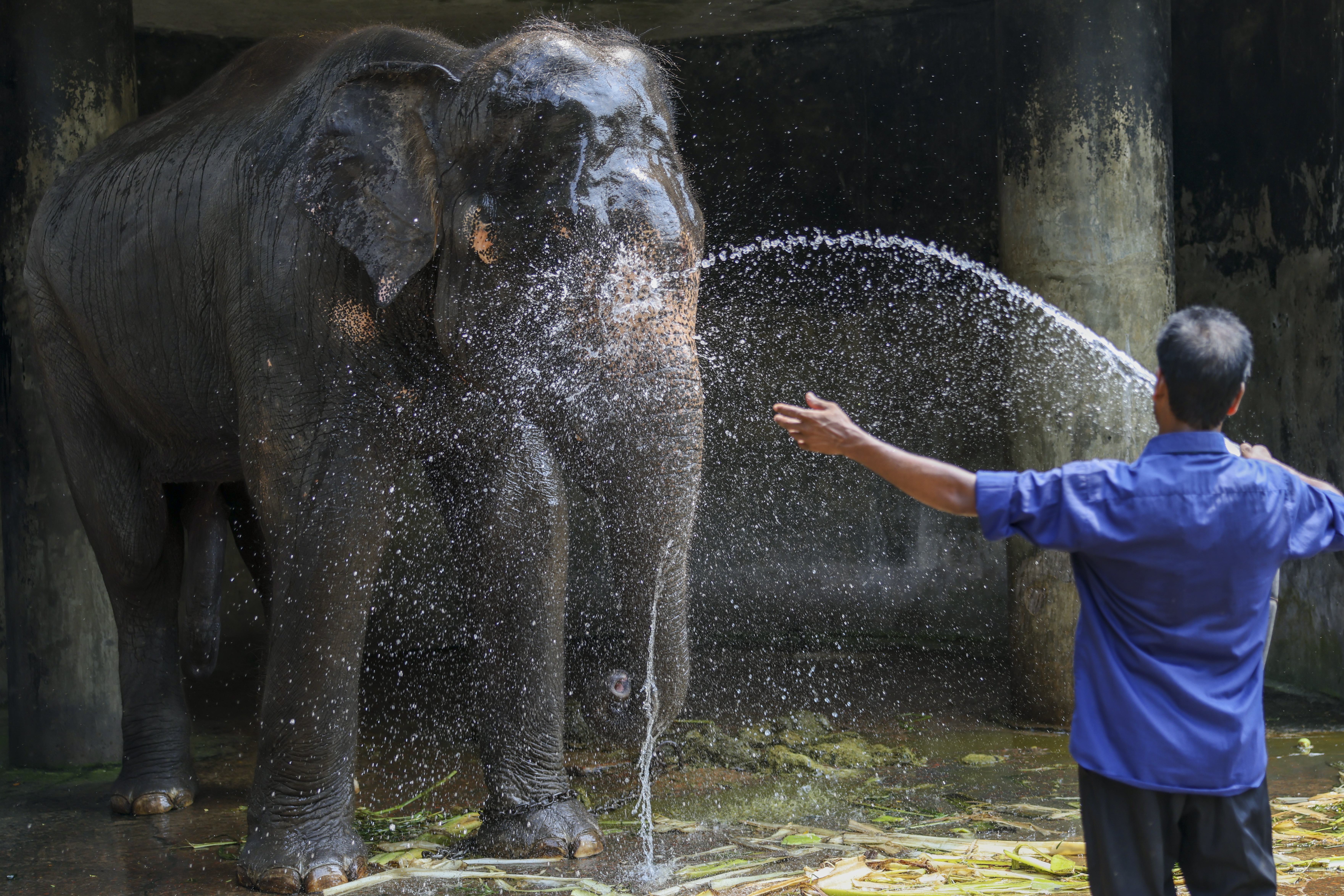 hot_weather_mirpur_zoo_080626_013
