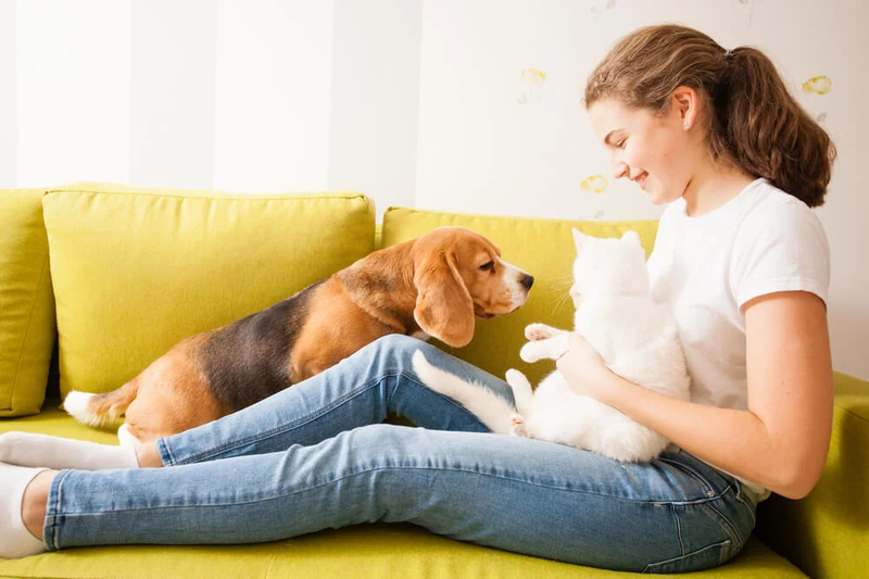 how-to-introduce-a-beagle-to-a-cat