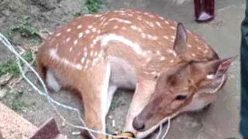 মোংলা থেকে সুন্দরবনের মায়াবী হরিণ উদ্ধার