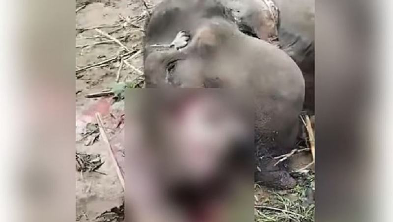 রাঙ্গামাটিতে মৃত হাতির দেহাংশ কেটে নিল দুবৃর্ত্তরা