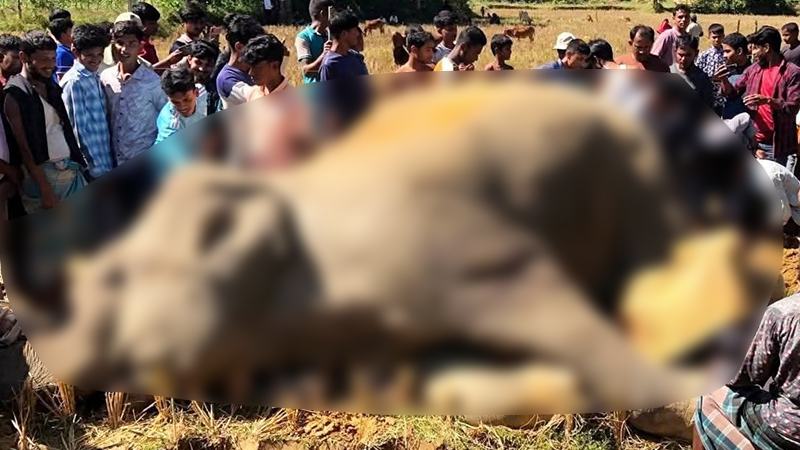 কক্সবাজারে বন্য হাতির মৃত্যু