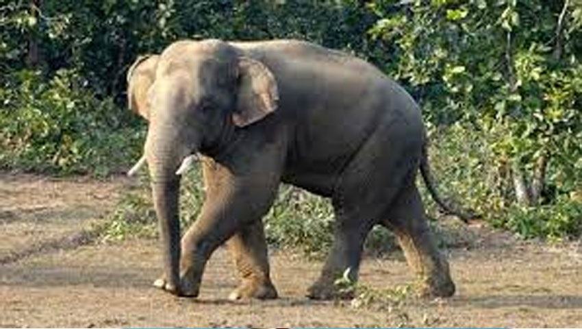 চট্টগ্রামে বন্যহাতির আক্রমণে কৃষকের মৃত্যু