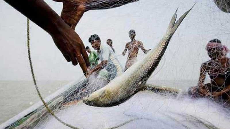 চাঁদপুরে নিষেধাজ্ঞার মাঝেই ইলিশ শিকার