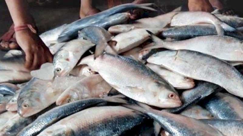 বরিশালে নববর্ষের আগেই বেড়েছে ইলিশের দাম