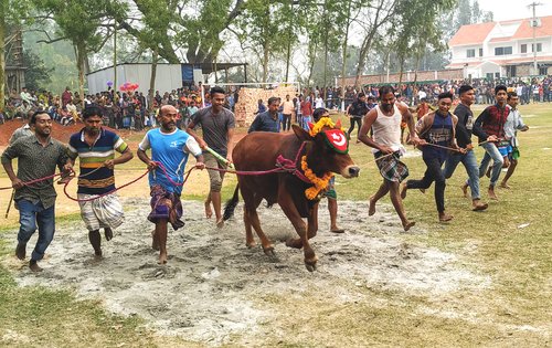 গরু ও মহিষ দৌড়