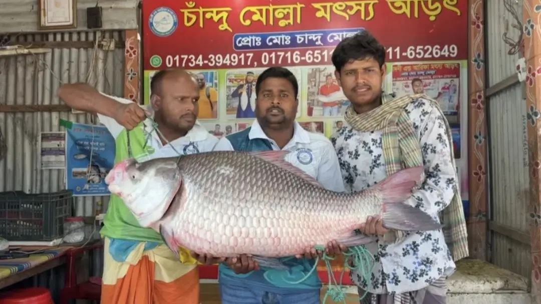 পদ্মা নদীতে ধরা পড়ল ২৫ কেজির কাতলা, অর্ধলক্ষাধিক টাকায় বিক্রি