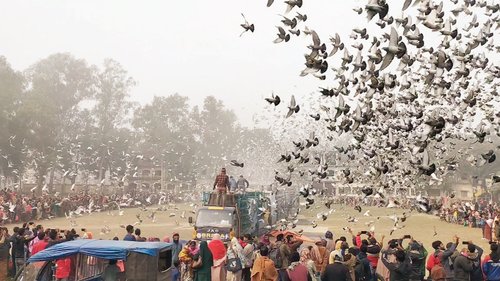 কবুতর প্রতিযোগীতা