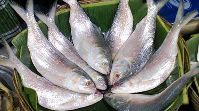 বাঙালির ইলিশ ভাবনা