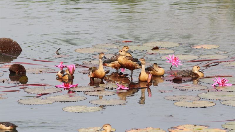 পরিযায়ী পাখিকে করা যাবে না বিরক্ত, বহিরাগত প্রবেশে নিষেধাজ্ঞা