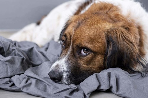 jealous-dog