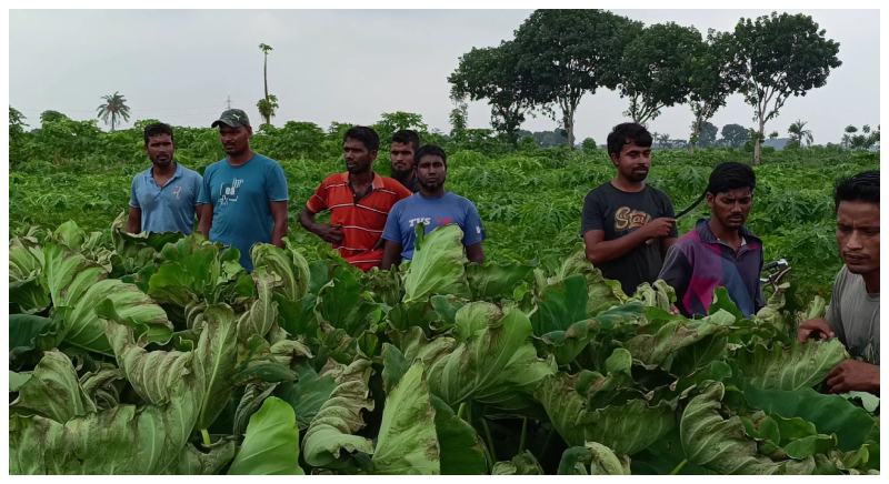 ঝিনাইদহে ইটভাটার ধোয়ায় পুড়ে গেছে ৫০০ বিঘা জমির ফসল