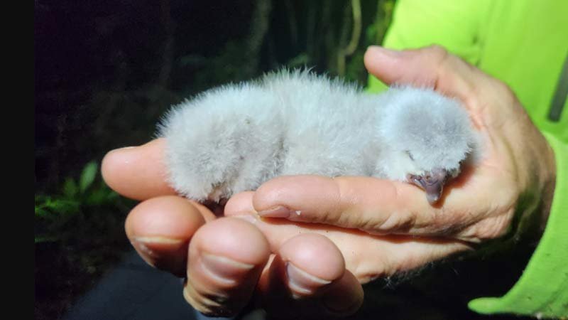 kakapo2