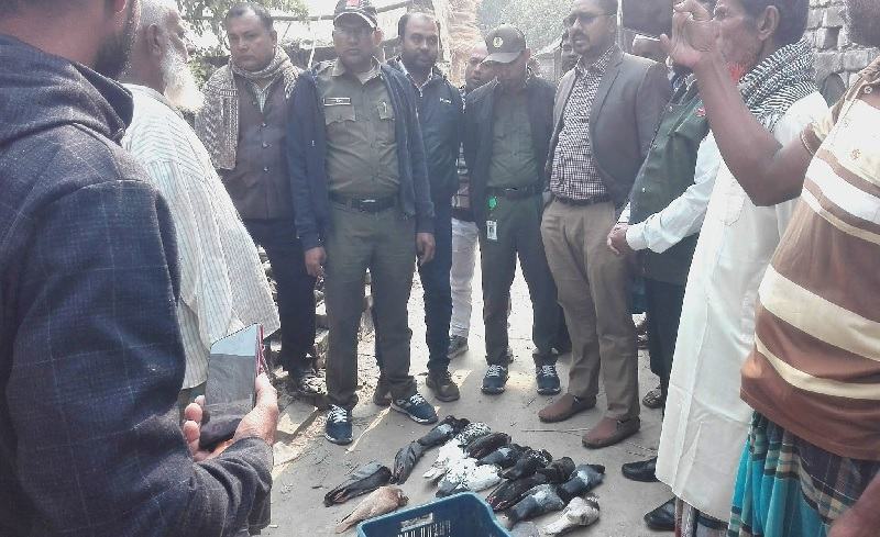 সাতক্ষীরায় বিষ মেশানো সরিষা খেয়ে মারা গেল ৮০টি পাখি