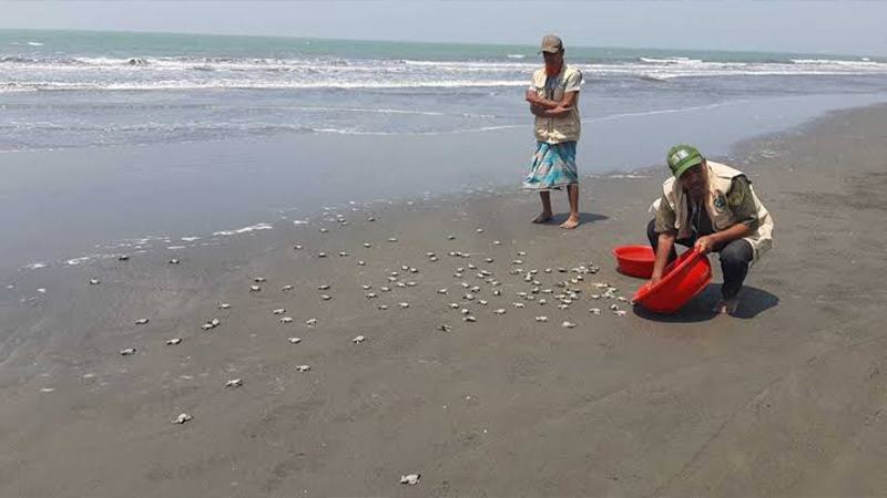 কক্সবাজারে সমুদ্র উপকূলে আরো ৫২১ কাছিমছানা অবমুক্ত