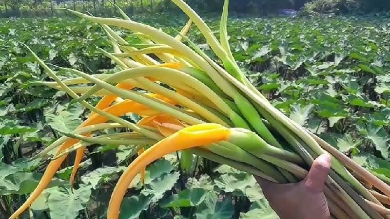 কচুর ফুল ভর্তায় শৈশবের ঘ্রাণ