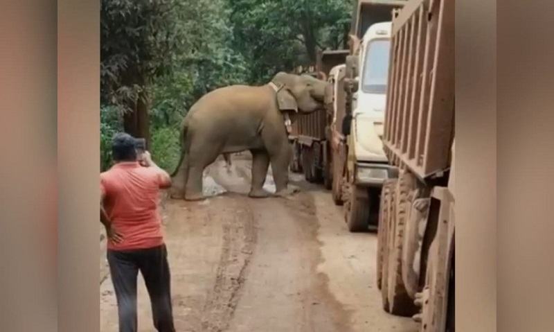 সড়কে ট্রাক থামিয়ে খাবারের খোঁজ করছিল ক্ষুধার্ত হাতি