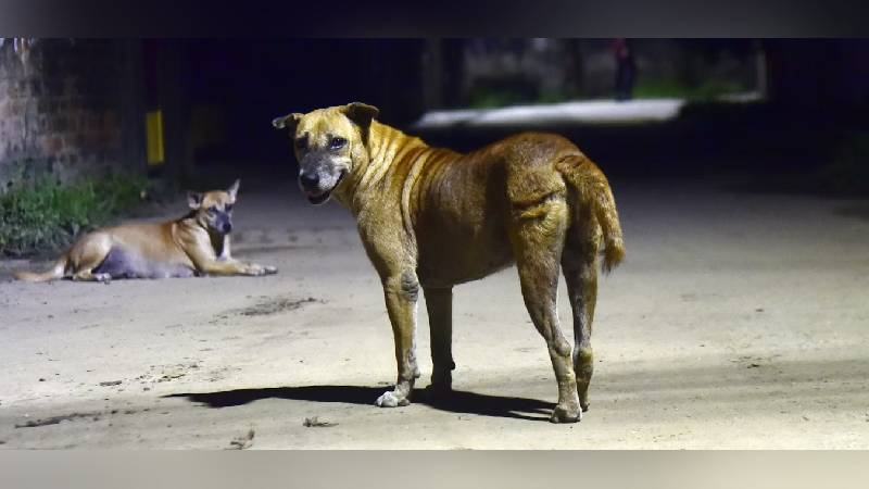 সহাবস্থানের সংকট: আগ্রাসী হয়ে উঠছে দিল্লির কুকুর, ঝুঁকিতে শিশু ও পথচারীরা