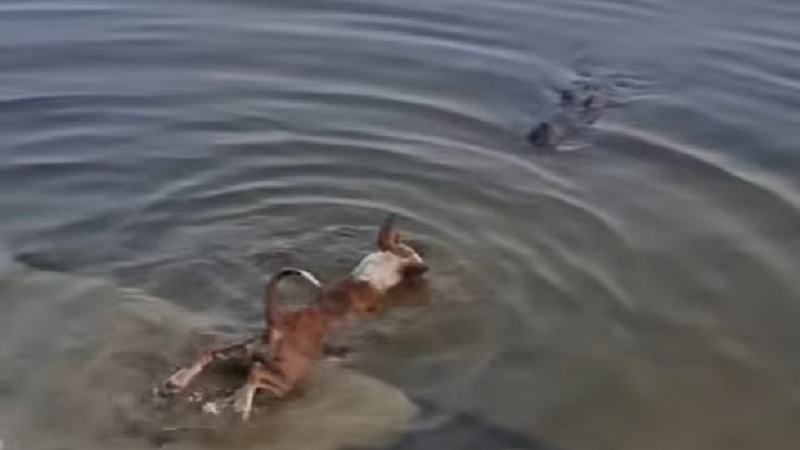 খানজাহান আলী মাজারের দিঘীতে কুকুরটিকে ইচ্ছাকৃত ফেলার প্রমাণ পায়নি তদন্ত কমিটি