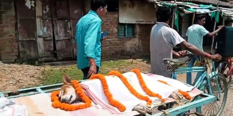 স্কুলপড়ুয়া ৩০ শিশুকে বাঁচিয়ে প্রাণ দিল পথকুকুর, গ্রামে শোকের মিছিল