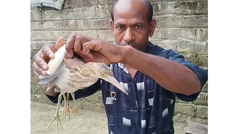 কুড়িগ্রামে দেখা মিলল চার পা-ওয়ালা কানি বকের