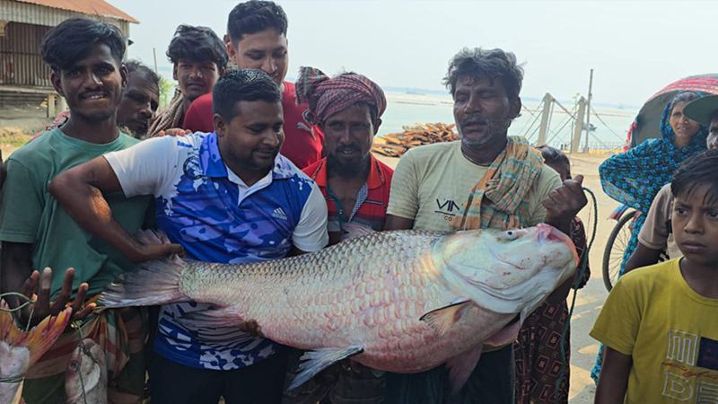 পদ্মায় জেলের জালে উঠল ২৮ কেজির কাতল, ৫০ হাজারে বিক্রি