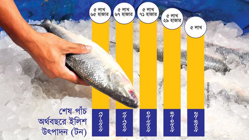 ইলিশ উৎপাদন দুই বছরের ব্যবধানে কমেছে ১২ শতাংশ