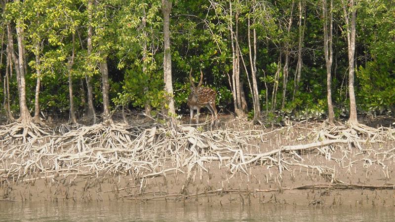 আট আগ্রাসনে ধুঁকছে সুন্দরবন