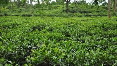 শুরু যাদের হাত ধরে