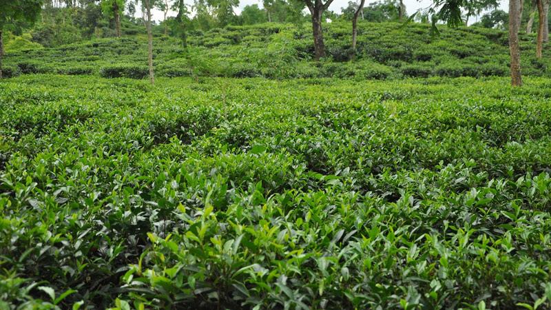 শুরু যাদের হাত ধরে