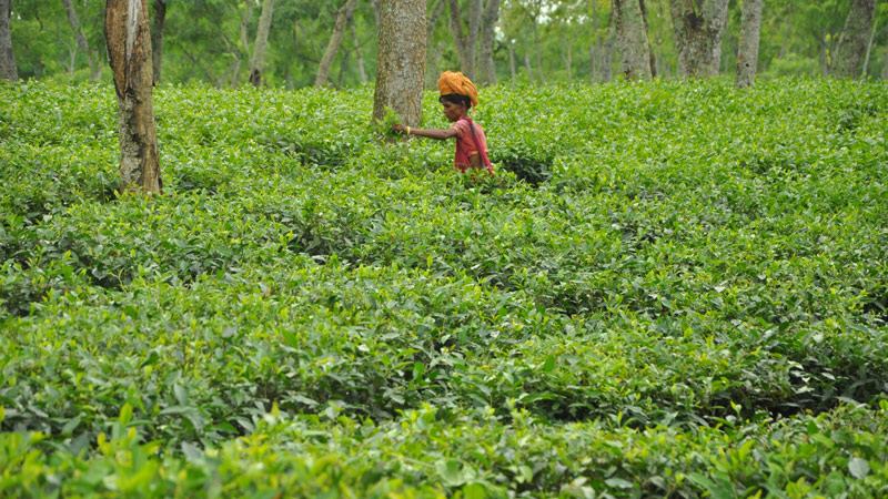 বাংলাদেশের শীর্ষ চা বাগান