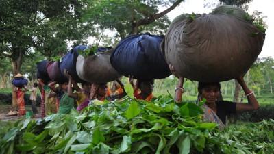 বাংলাদেশ চা শিল্প উন্নয়নের পথনকশা