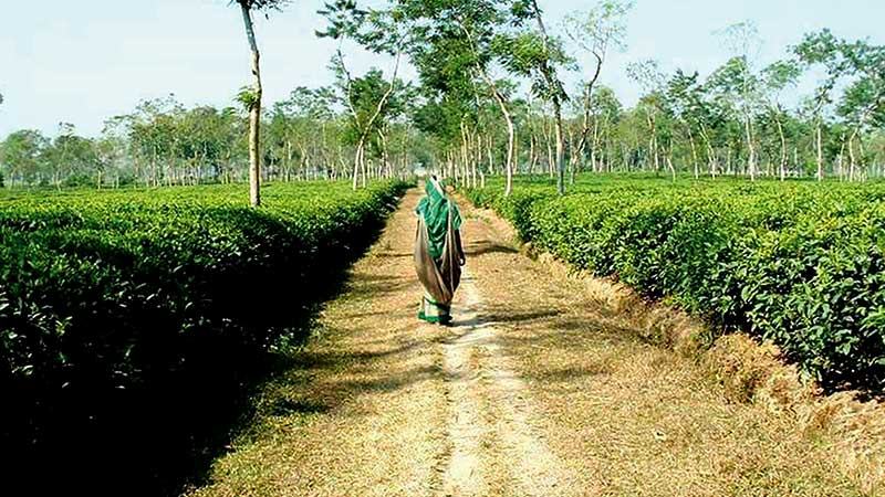 হারানো গৌরব ফিরে আসছে চা শিল্পে