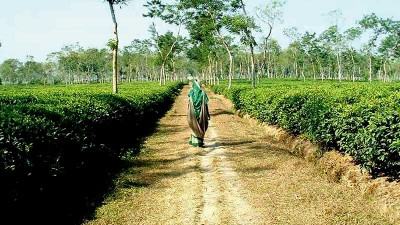 হারানো গৌরব ফিরে আসছে চা শিল্পে