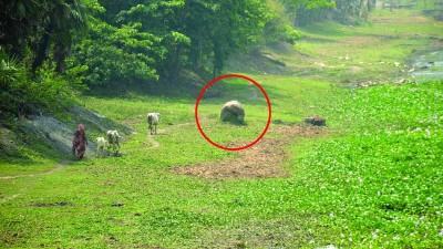 সাহেবদের চিনির কারখানা