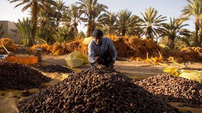বিচিত্র সব খেজুরের আলাপ