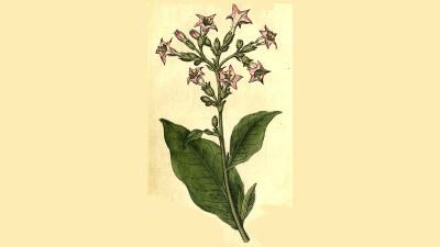 আদি ইতিহাস