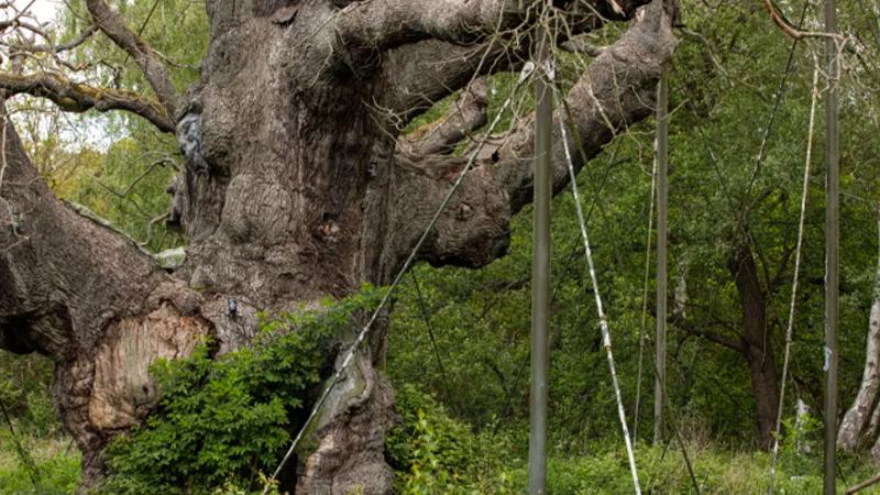 রবিন হুডের ‘আস্তানা’— সেই ওক গাছটি মারা গেছে