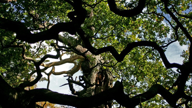 major_oak1